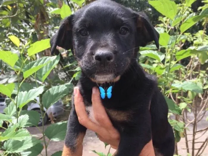Cachorro ra a Srd idade 2 a 6 meses nome Kurt