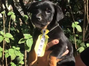 Cachorro raça Srd idade 2 a 6 meses nome Kurt
