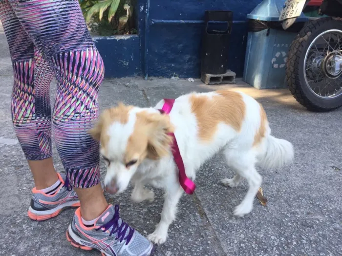Cachorro ra a SRD  idade  nome Maria Luíza 