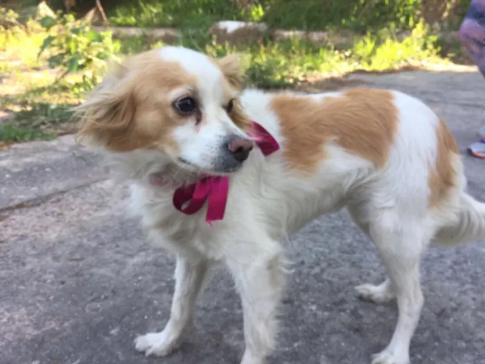 Cachorro ra a SRD  idade  nome Maria Luíza 