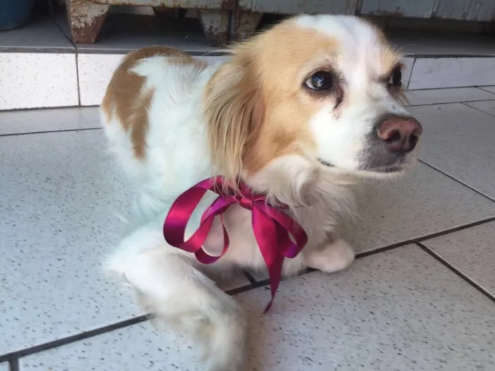 Cachorro ra a SRD  idade  nome Maria Luíza 