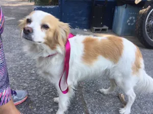 Cachorro raça SRD  idade  nome Maria Luíza 