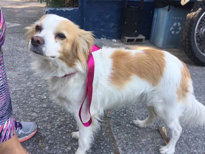 Cachorro ra a SRD  idade  nome Maria Luíza 