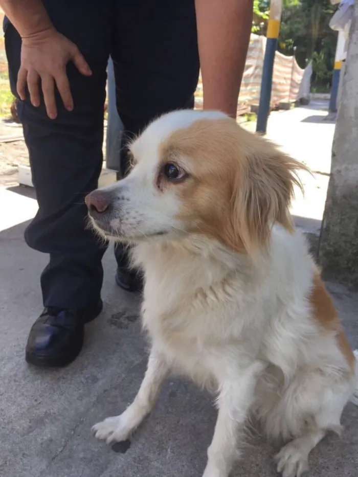Cachorro ra a SRD  idade  nome Maria Luíza 