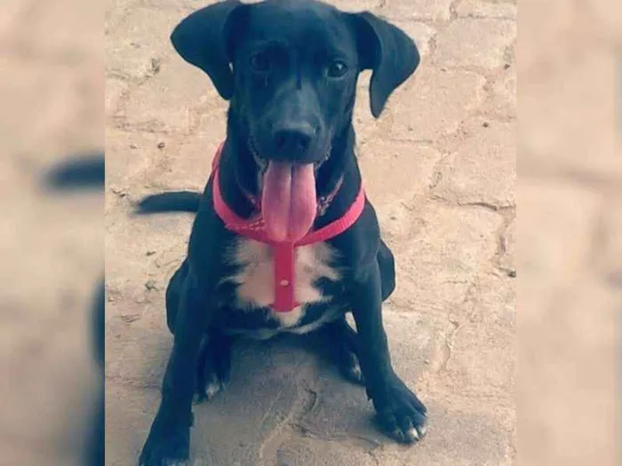 Cachorro ra a Labrador/vira-lata idade 7 a 11 meses nome Lilly