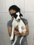 Carinhoso 