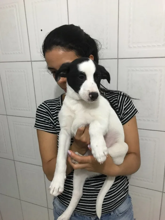 Cachorro ra a Viralata  idade 2 a 6 meses nome Carinhoso 