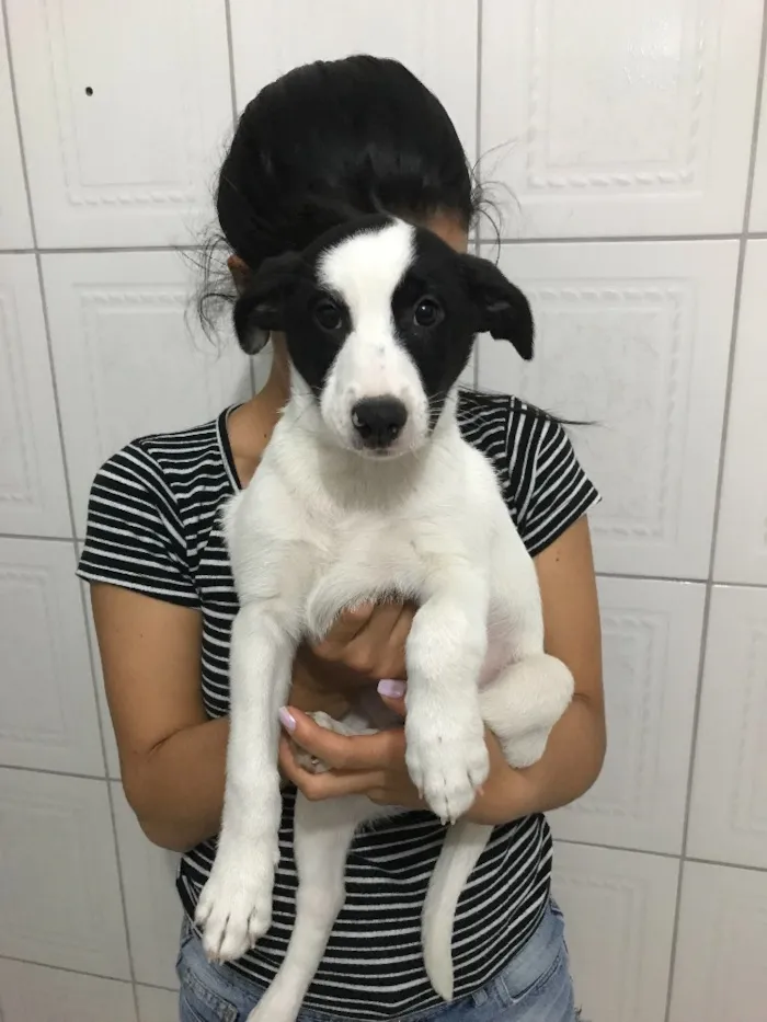Cachorro ra a Viralata  idade 2 a 6 meses nome Carinhoso 