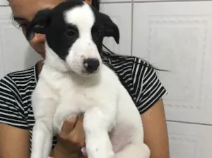 Cachorro raça Viralata  idade 2 a 6 meses nome Carinhoso 