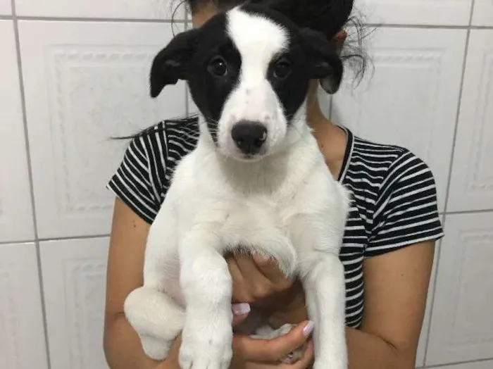 Cachorro ra a Viralata  idade 2 a 6 meses nome Carinhoso 