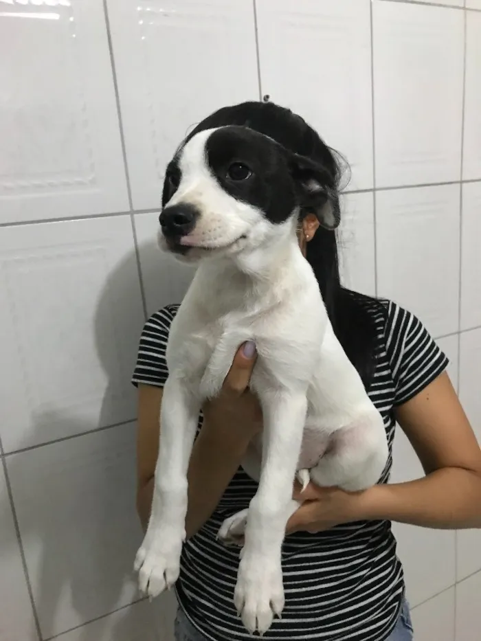 Cachorro ra a Vira-lata  idade 2 a 6 meses nome Luna 