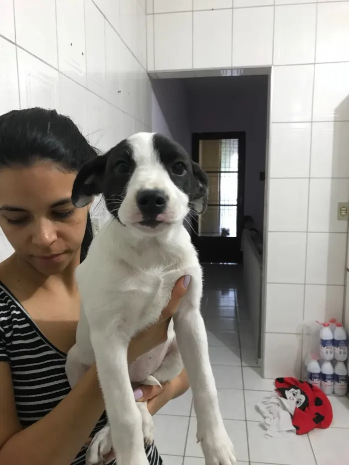 Cachorro ra a Vira-lata  idade 2 a 6 meses nome Luna 
