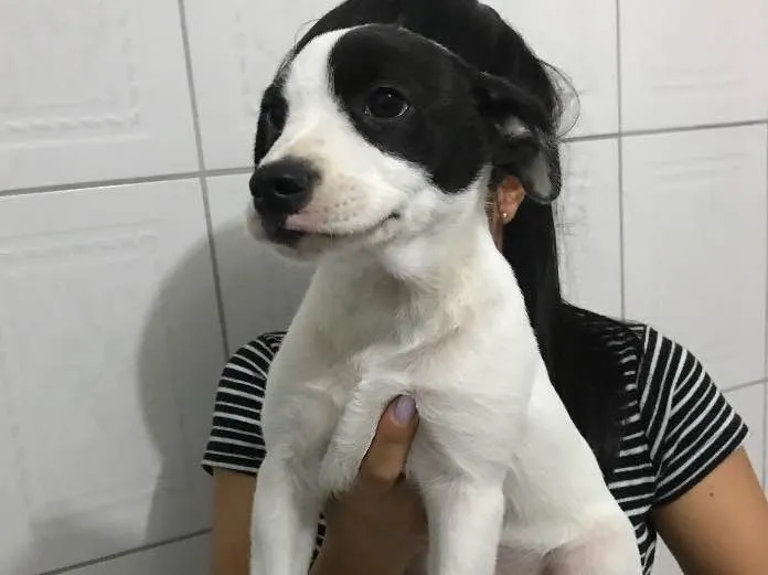 Cachorro ra a Vira-lata  idade 2 a 6 meses nome Luna 