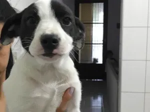 Cachorro raça Vira-lata  idade 2 a 6 meses nome Luna 