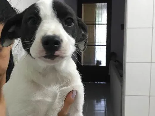 Cachorro ra a Vira-lata  idade 2 a 6 meses nome Luna 