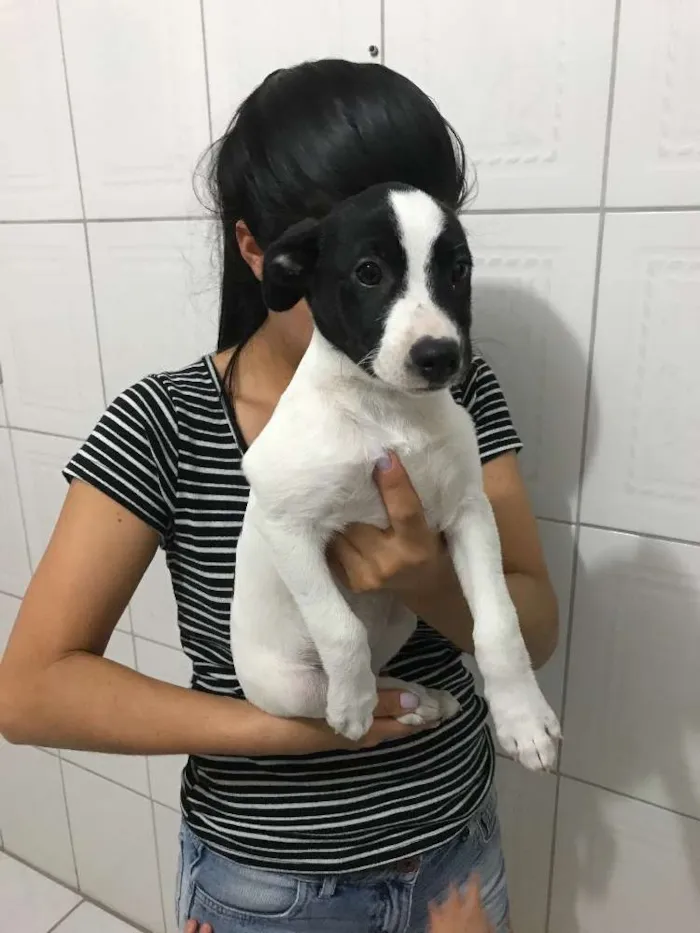 Cachorro ra a Viaralat  idade 2 a 6 meses nome Suzi 