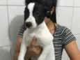 Suzi 