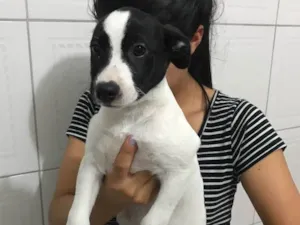 Cachorro raça Viaralat  idade 2 a 6 meses nome Suzi 