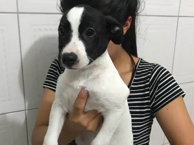Cachorro ra a Viaralat  idade 2 a 6 meses nome Suzi 