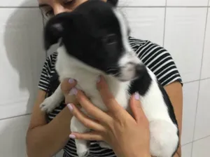 Cachorro raça Vira-lata  idade 2 a 6 meses nome Pintadinha