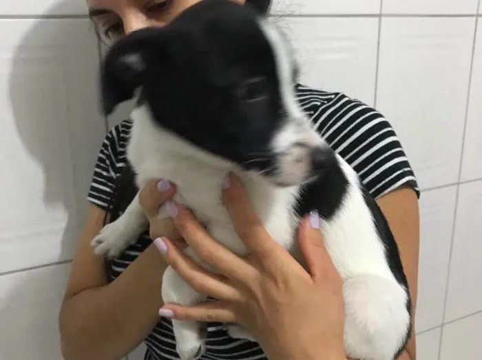 Cachorro ra a Vira-lata  idade 2 a 6 meses nome Pintadinha