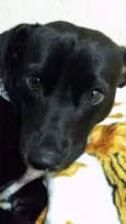 APOLO