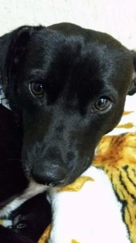 Cachorro ra a SRD idade 2 anos nome APOLO