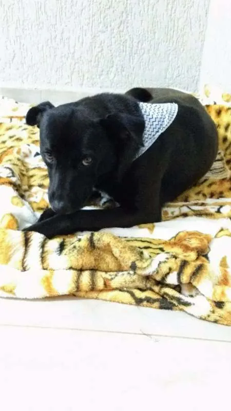 Cachorro ra a SRD idade 2 anos nome APOLO