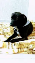 APOLO