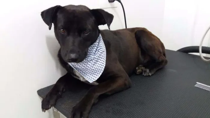 Cachorro ra a SRD idade 2 anos nome APOLO