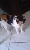 Tigresinha