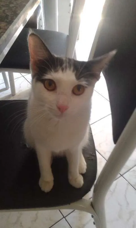 Gato ra a SRD idade 1 ano nome Branquinha