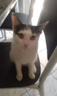 Branquinha