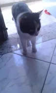 Tigresa