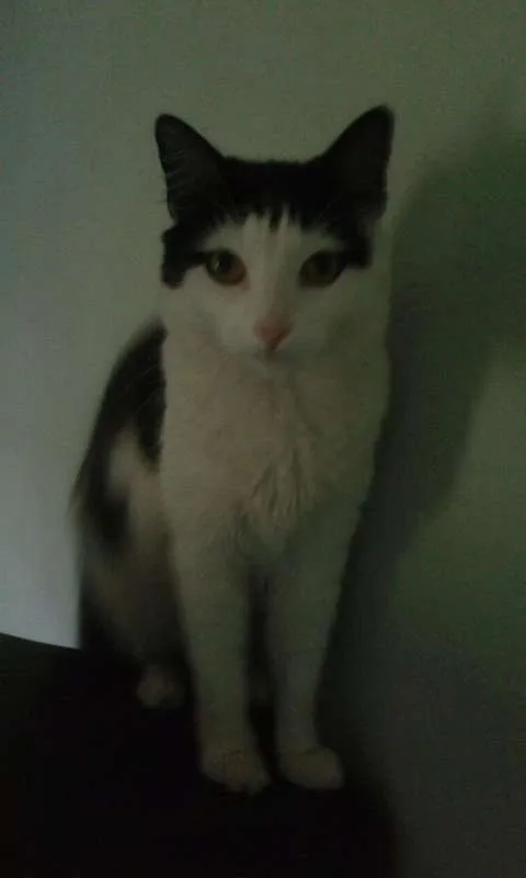 Gato ra a SRD idade 2 anos nome Bebezinho