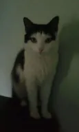 Bebezinho