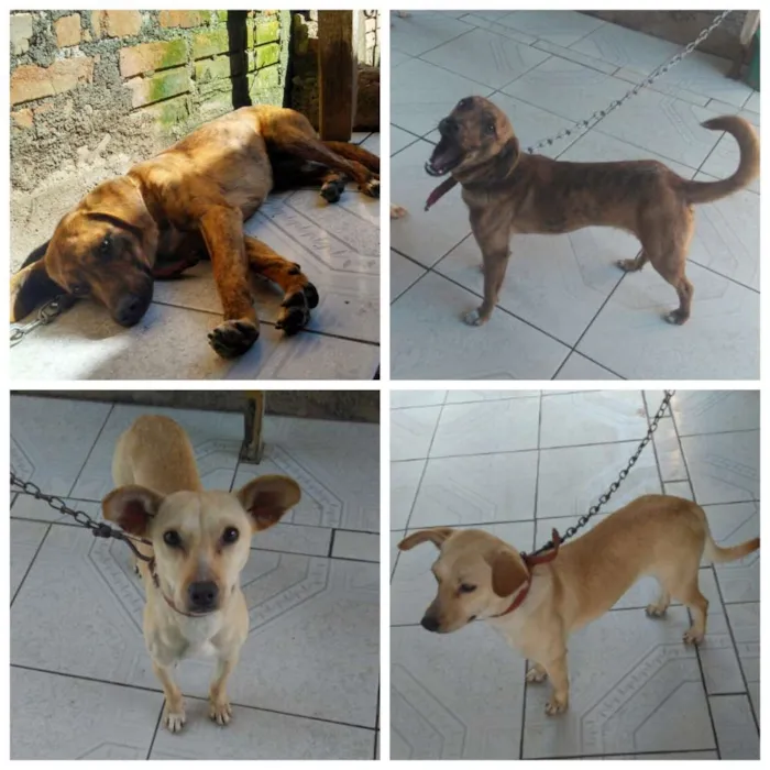 Cachorro ra a Viralata idade 1 ano nome Neguinho/Branquinha