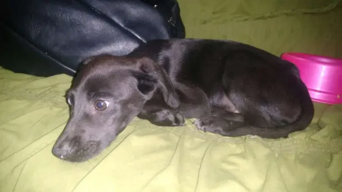 Cachorro ra a  idade 2 a 6 meses nome sem nome