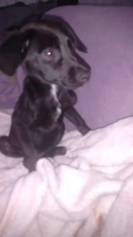Cachorro ra a  idade 2 a 6 meses nome sem nome