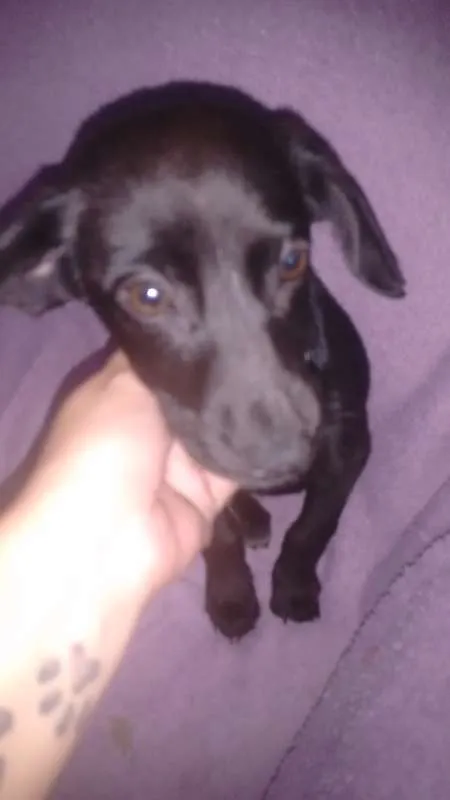 Cachorro ra a  idade 2 a 6 meses nome sem nome