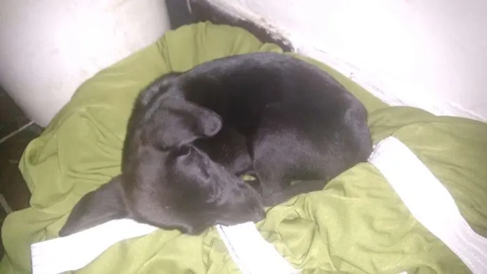 Cachorro ra a  idade 2 a 6 meses nome sem nome