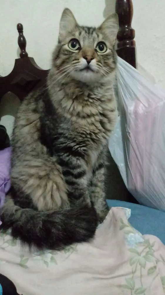Gato ra a SRD idade 1 ano nome Max