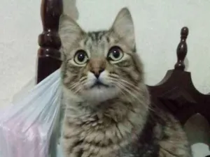 Gato raça SRD idade 1 ano nome Max