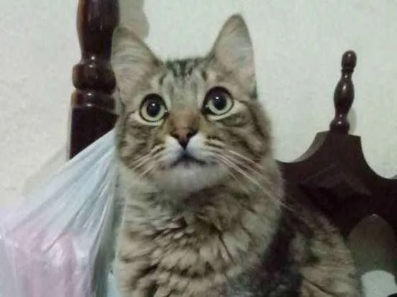 Gato ra a SRD idade 1 ano nome Max