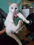 Olaf
