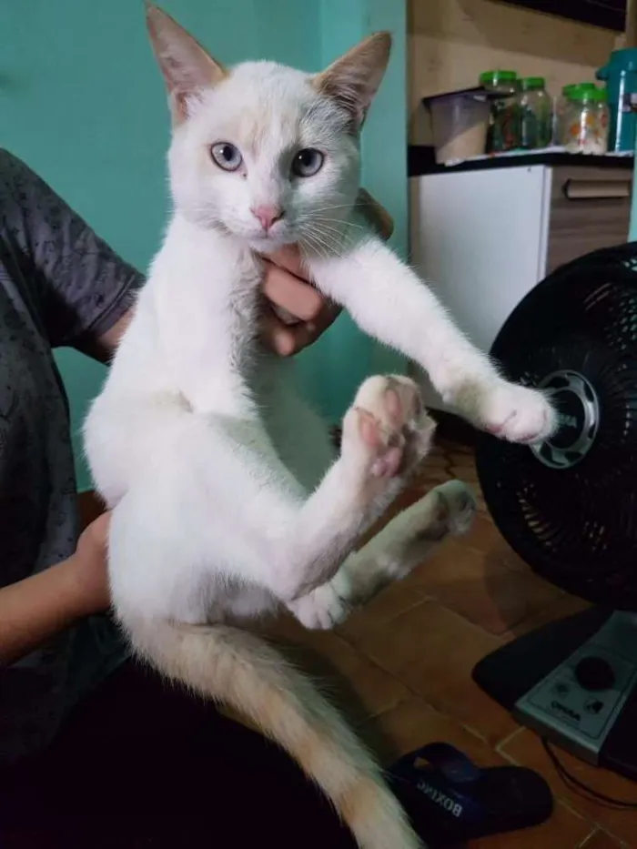 Gato ra a SRD idade 7 a 11 meses nome Olaf