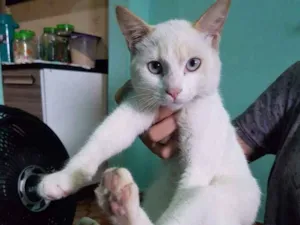 Gato raça SRD idade 7 a 11 meses nome Olaf