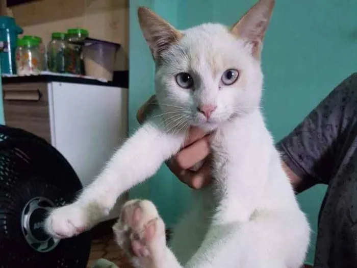 Gato ra a SRD idade 7 a 11 meses nome Olaf