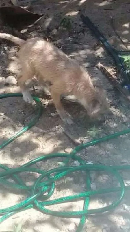 Cachorro ra a VIRA LATA idade 2 a 6 meses nome PRINCESA