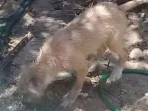 Cachorro raça VIRA LATA idade 2 a 6 meses nome PRINCESA